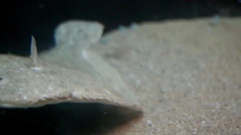 Camouflaged flatfish swimming on the sandy seabed Stock Footage 327306643