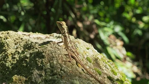 Camouflaged Forest Creature Resting on Sunlit Rock with Detailed Texture Stockbeeldmateriaal 334518636