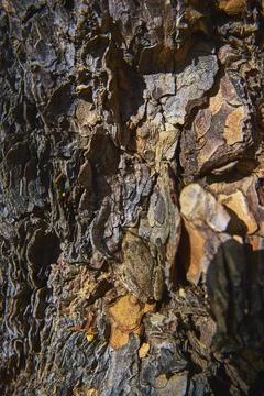 Camouflaged Frog Blending Into Rough Tree Bark Texture in Sunlight Close Up Stock Photos