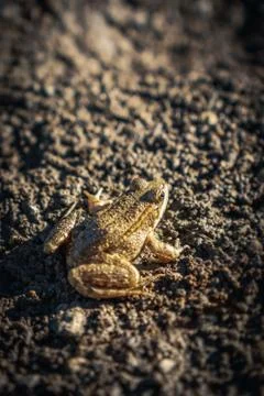 Camouflaged Frog on Muddy Ground Stock Photos
