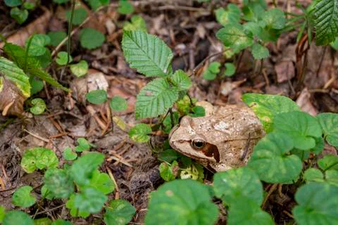 Camouflaged frog Stock Photos