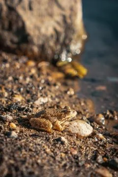 Camouflaged Frog on the River Side Foto stock