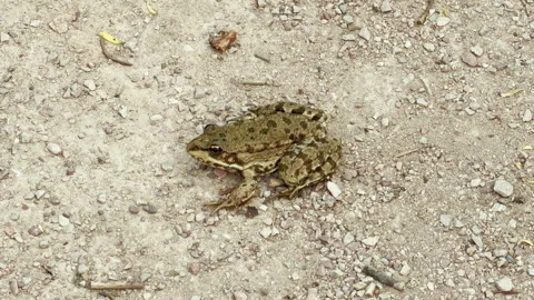 Camouflaged Frog Sits Still on Sandy Gravel Path Stock Footage 335144865