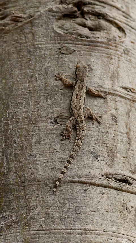 Camouflaged Gecko Resting Motionless on Textured Tree Trunk Bark Stock Footage 346579710