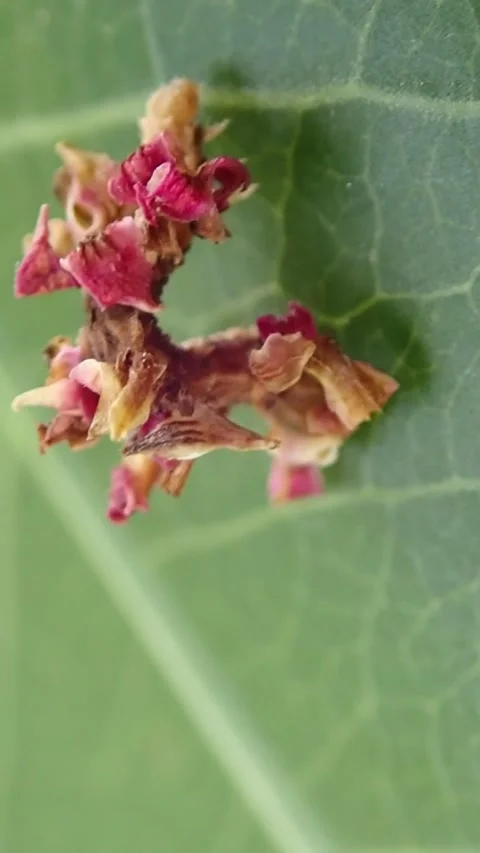 Camouflaged Geometer Moth Caterpillar Covered In Mango Flower Petals Macro Stock-Footage 342882980