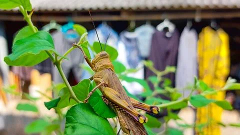 Camouflaged grasshopper on bark texture Stock Photos