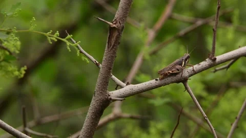 Camouflaged Grasshopper Perched on Thorny Tree Branch in Green Forest Stock Footage 345631859