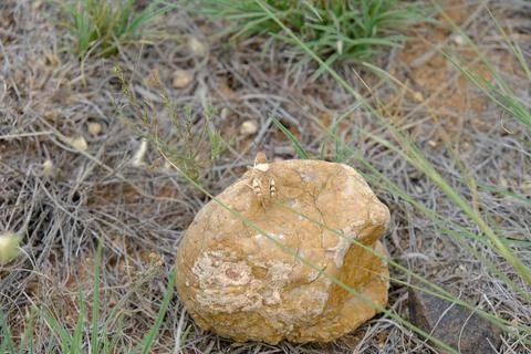 Camouflaged Grasshopper Stock Photos