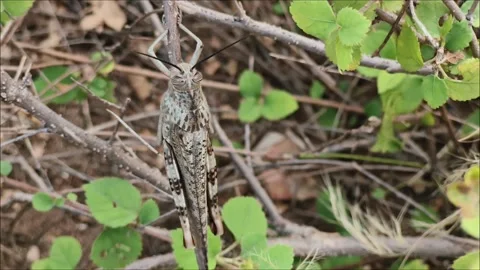 Camouflaged Grasshopper Resting on Branch Stock Footage 323299340