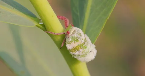 A camouflaged green-white squat hopper rests camouflaged unnoticed on a tiny Stock Footage 334804082