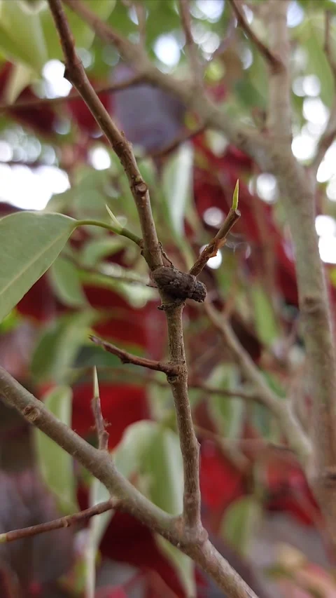 Camouflaged insect on tree twig with blurred background. Stock Footage 346222834