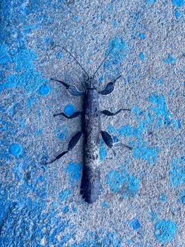 Camouflaged Insect on Weathered Surface Stock Photos