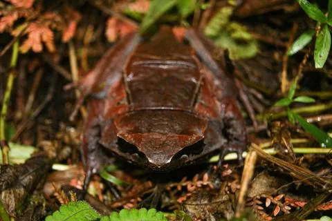 Camouflaged Leaf Frog in Forest Stock Photos