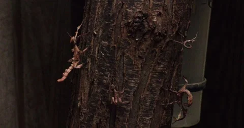 Camouflaged leaf insects clinging to tree bark, mimicking dry leaves Stock Footage 320020750