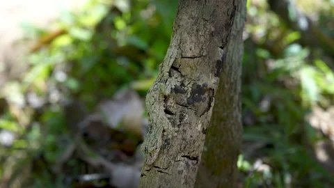 Camouflaged Leaf-Tailed Gecko on Tree Trunk, Reserve Peyrieras Madagascar Exotic Stock Footage 293823641