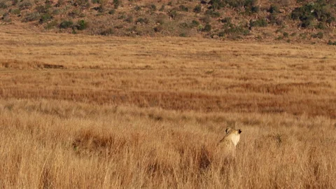 Camouflaged lioness sit motionless in long golden grass watching prey Видео 345104532