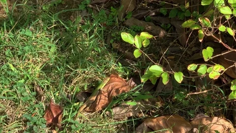 A camouflaged lizard in the forest Stock Footage 171764915