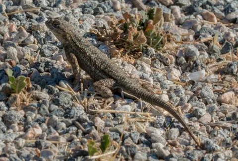 Camouflaged Lizard 库存照片