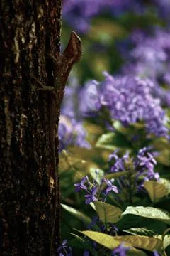 Camouflaged Lizard Stock Photos