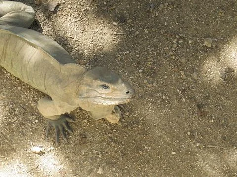 Camouflaged lizard Stock Photos