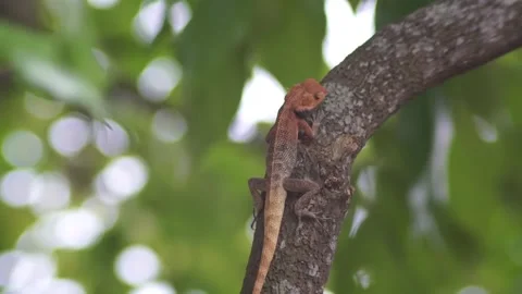 Camouflaged Lizard on Tree Trunk in Natural Habitat Stock Footage 287951598