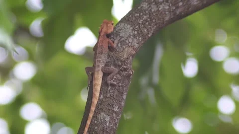 Camouflaged Lizard on Tree Trunk in Natural Habitat Stock Footage 287951601