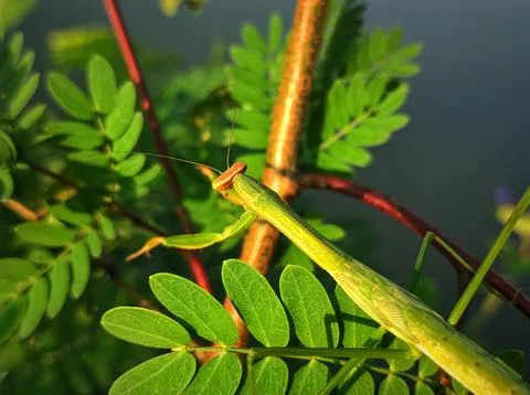 Camouflaged mantis Stock Photos