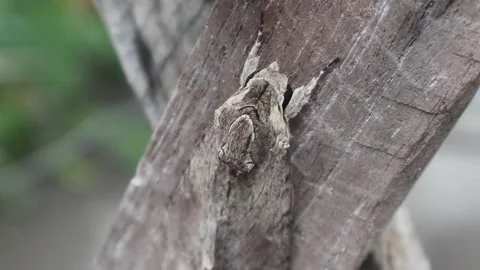 Camouflaged. A moth is camouflaged Stock Footage 164361405