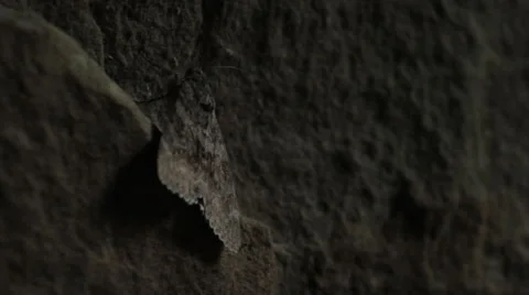 Camouflaged Moth Flees The Scene Stock Footage 54560387