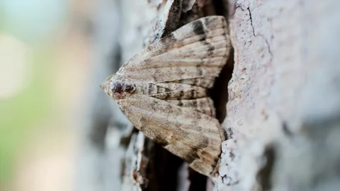 Camouflaged Moth Resting on Tree Trunk Wing Span Macro Nature Video Vidéo 339248595