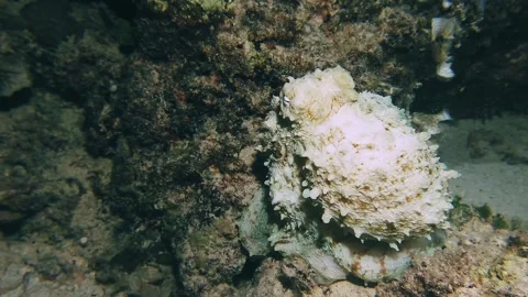 A camouflaged octopus crawls across the sandy seabed under a dive light during Stock-Footage 333012822
