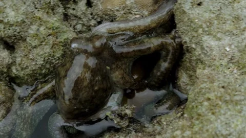 Camouflaged Octopus Slowly Changing Color on Coral Reef at Low Tide Stock Footage 339642904