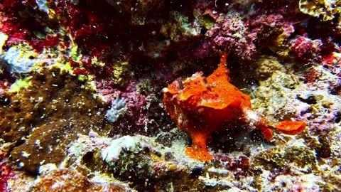 A Camouflaged Orange Frogfish. Stock Footage 336318918