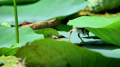 Camouflaged Pheasant Tailed Jacana Chick Standing on a Lily Pad 스톡 동영상 341695448