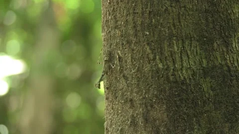 Camouflaged Praying Mantis on Tree Bark Close Up Macro Wildlife Footage Stock Footage 327479809