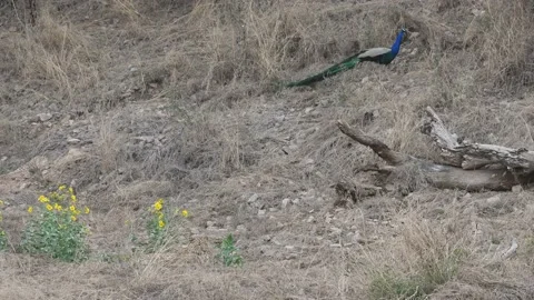 Camouflaged predator panthera pardus fusca or Indian wild male leopard Video stock 220702275