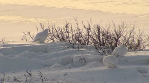 Camouflaged ptarmigan Stock Footage