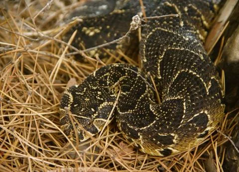 Camouflaged puff adder snake 写真素材