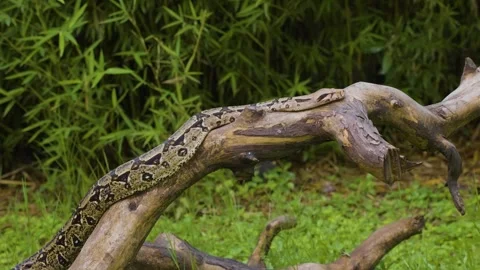 A camouflaged python lies on a tree branch, blending seamlessly with the Stock Footage 282445934