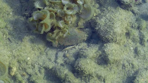Camouflaged Reef Crab Hidden Among Algae Covered Rocks in Shallow Water Stock Footage 337092385