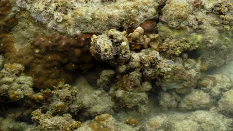 Camouflaged Reef Octopus Retreating Beneath Coral During Low Tide 库存影片 340678931