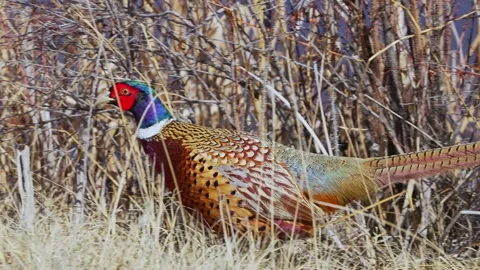 Camouflaged Ring-necked Pheasant Hidden in Winter Brush Stock Footage 301077319