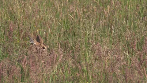 Camouflaged roe deer with only head visible in tall hay grass Stock Footage 328704396