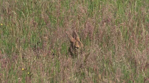 Camouflaged roe deer with only head visible in tall hay grass Stock Footage 328704399