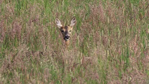Camouflaged roe deer with only head visible in tall hay grass Stock Footage 328704441
