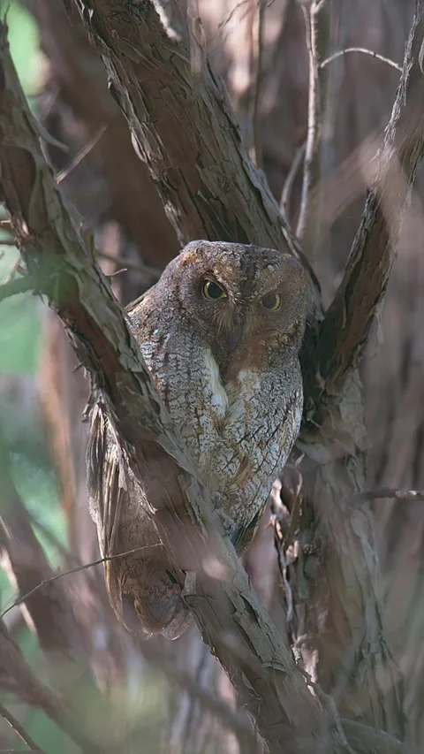 A camouflaged scops owl perched on a tree branch in its natural habitat Stock Footage 334635656