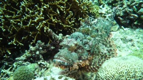 Camouflaged scorpionfish resting in coral patch Video stock 327590069