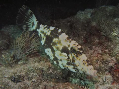 Camouflaged script filefish (Aluterus scriptus) floats at night near the seabed Stock-Fotos