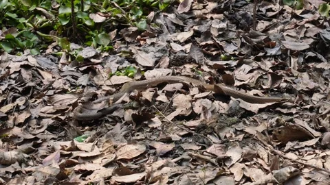 Camouflaged Snake 库存影片 333261577