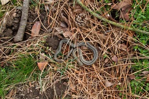 Camouflaged Snake on Forest Floor with pinecone and pine needles Stock Photos
